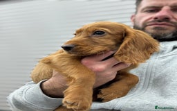 Cocker Spaniel dogs for sale: Working cocker spaniel - champion bloodlines  - Image 7