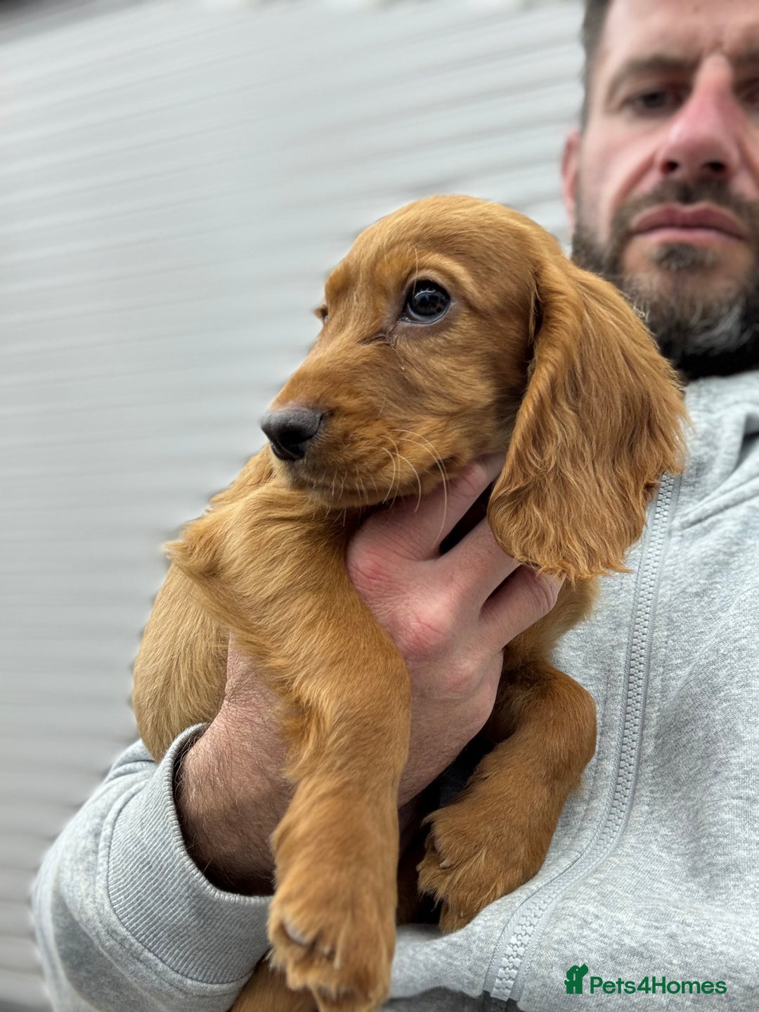 Cocker Spaniel dogs for sale: Working cocker spaniel - champion bloodlines  - Image 7