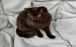 British Shorthair cats for sale: British Shorthair Chunky kittens - Image 29