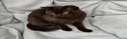 British Shorthair cats for sale: British Shorthair Chunky kittens - Advert 23