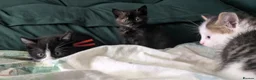 Domestic Shorthair cats for sale: Domestic Shorthair Kittens - Advert 11