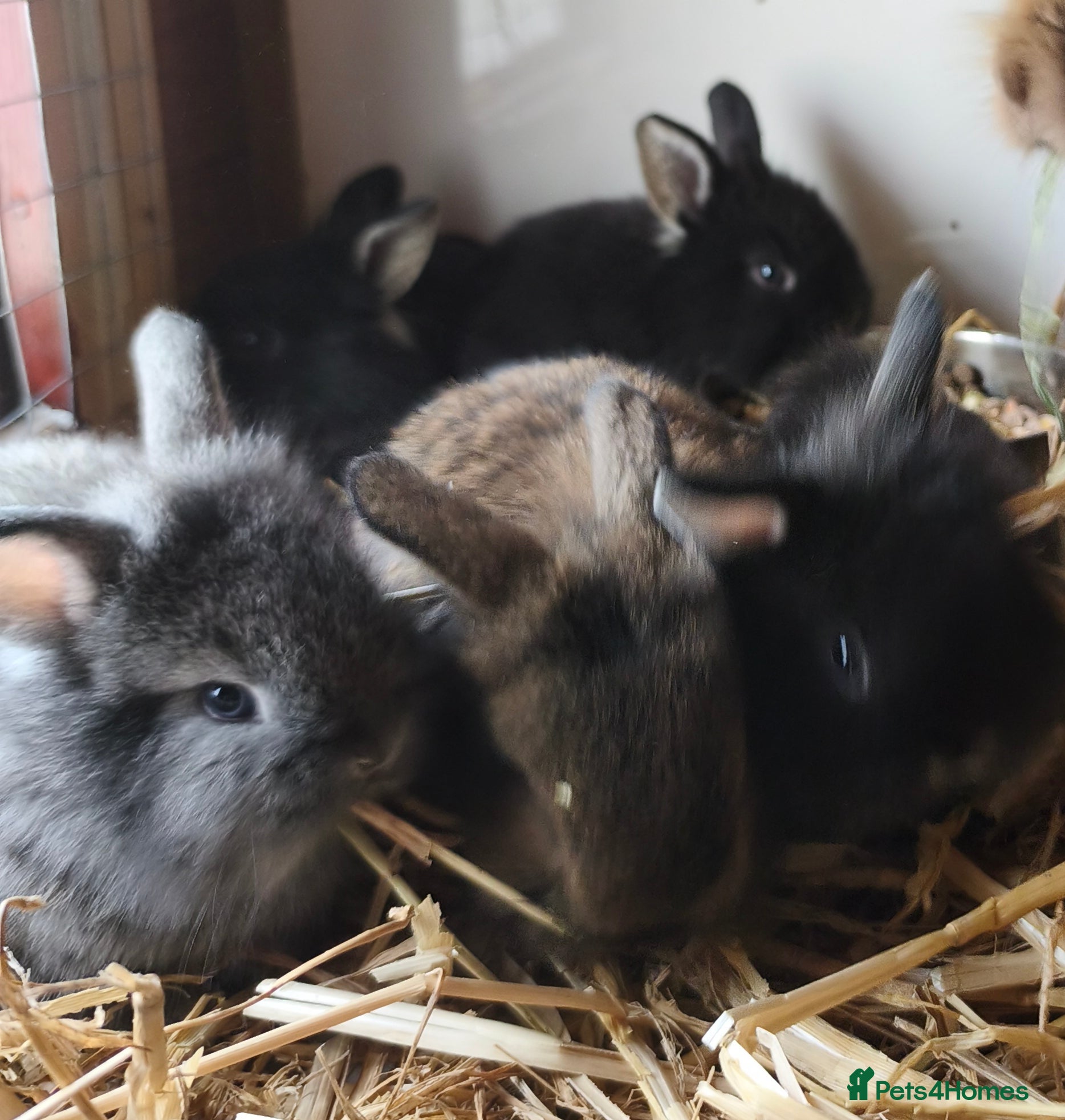 Mini Lop rabbits Rare Mini Lion Lop Babies for Sale  - Advert 1