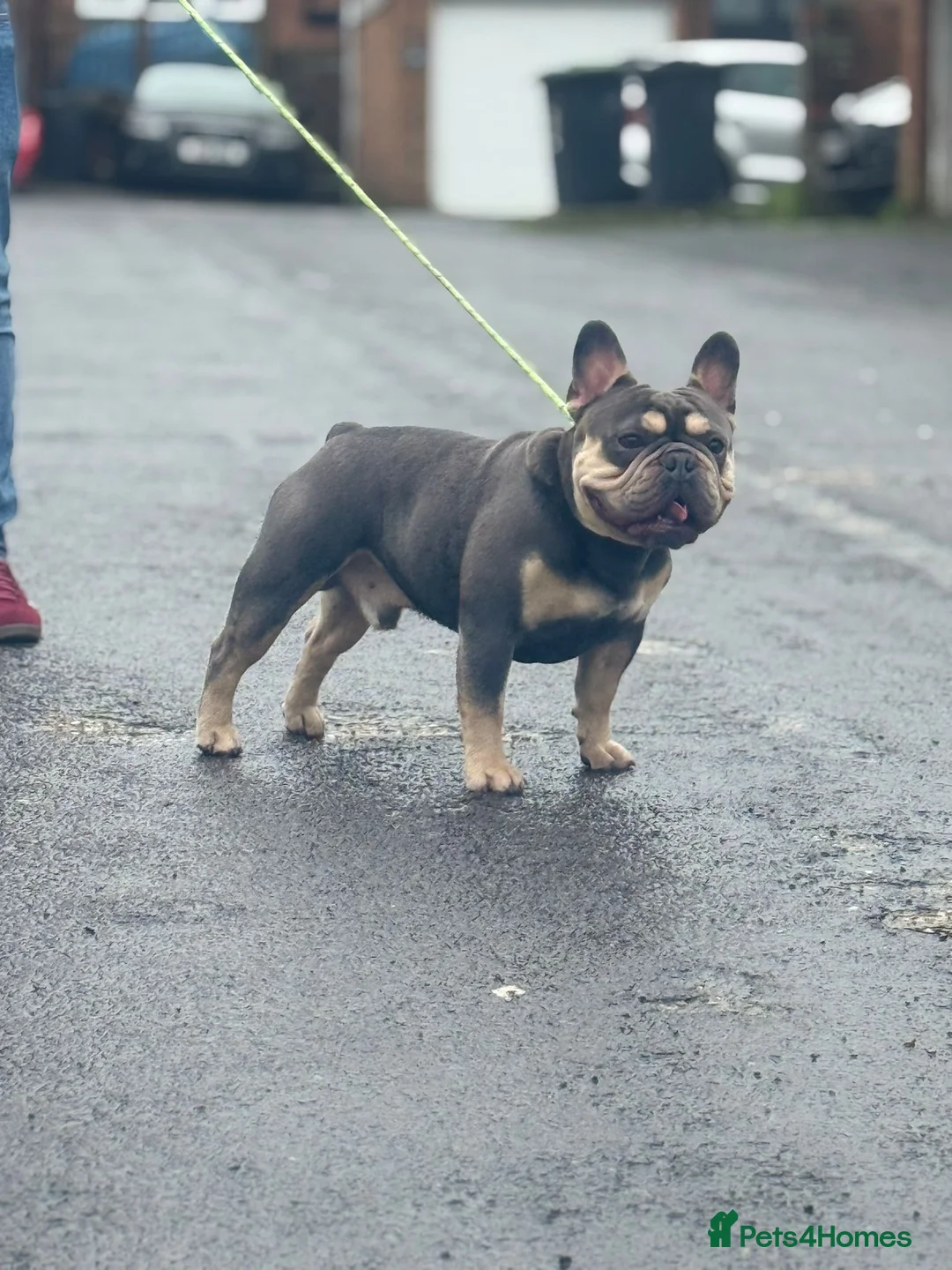French Bulldog dogs for stud: French bulldog stud 🇫🇷  - Advert 1