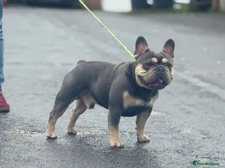 French Bulldog dogs French bulldog stud 🇫🇷 - Advert 1