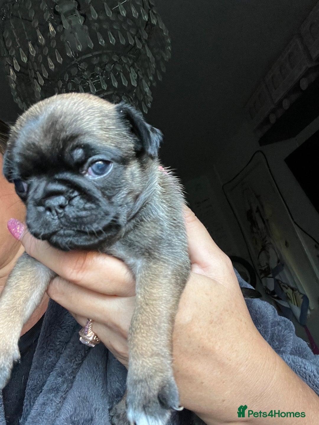 Pug dogs for sale: Rare apricot fawn female pug puppy ready now  - Advert 27