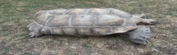 Tortoise reptiles for sale: Large male sulcata tortoise in Ipswich - Advert 2