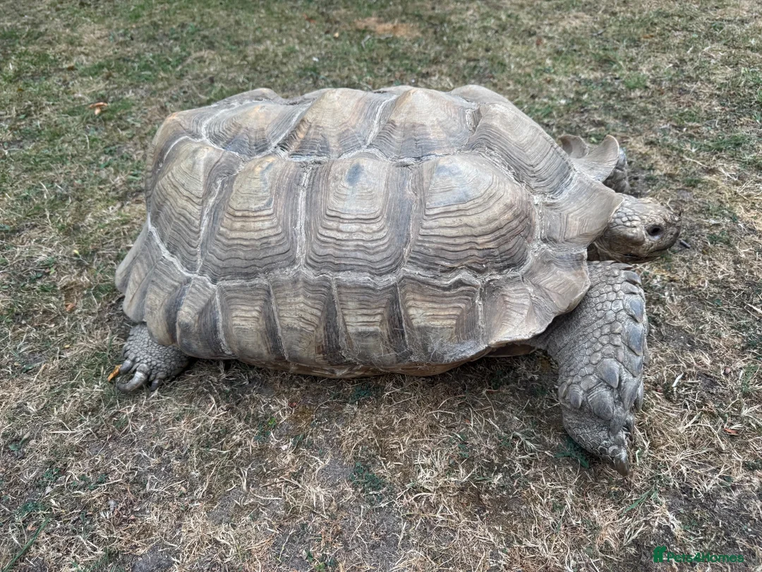 Tortoise reptiles for sale: Large male sulcata tortoise in Ipswich - Advert 2