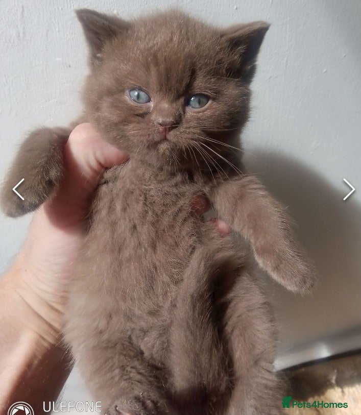 British Shorthair cats Beautiful  British Shorthair  - Advert 22