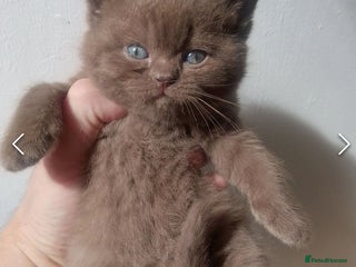 British Shorthair cats Beautiful British Shorthair - Advert 22