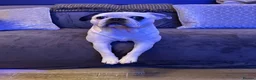 French Bulldog dogs for stud: Frug to Stud! - Advert 5