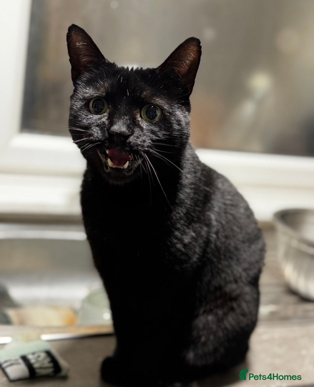 British Shorthair cats for sale: Gentle, Chatty Toby Needs a New Family to Love - Advert 2