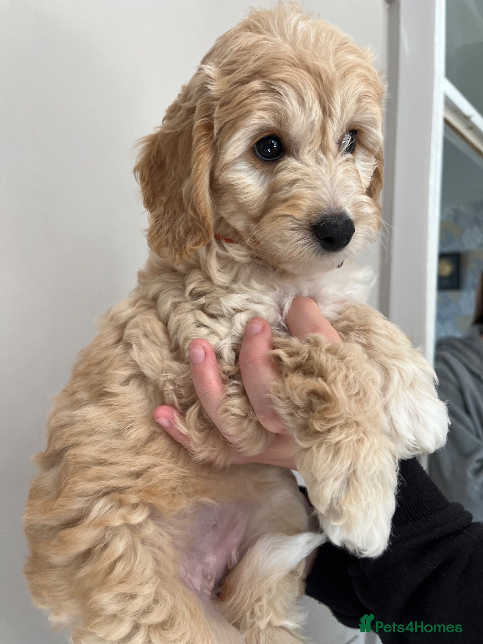 Cavapoochon dogs Cavapoochon puppies **ready now** - Advert 1