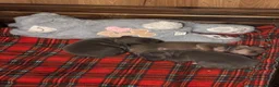 Italian Greyhound dogs for sale: Kc reg Italian greyhound puppies for sale - Advert 7