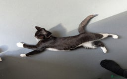 Domestic Shorthair cats for sale: Black and white tuxedo kitten for sale - Image 6