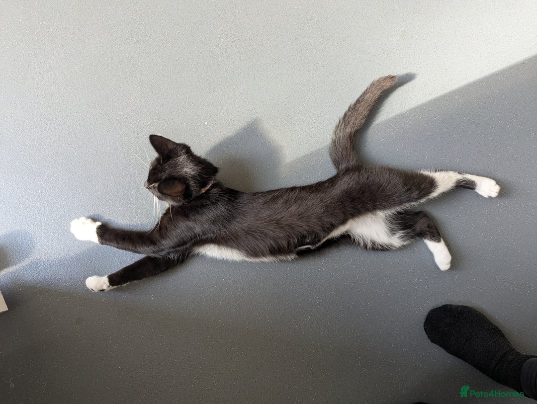 Domestic Shorthair cats for sale: Black and white tuxedo kitten for sale - Image 6