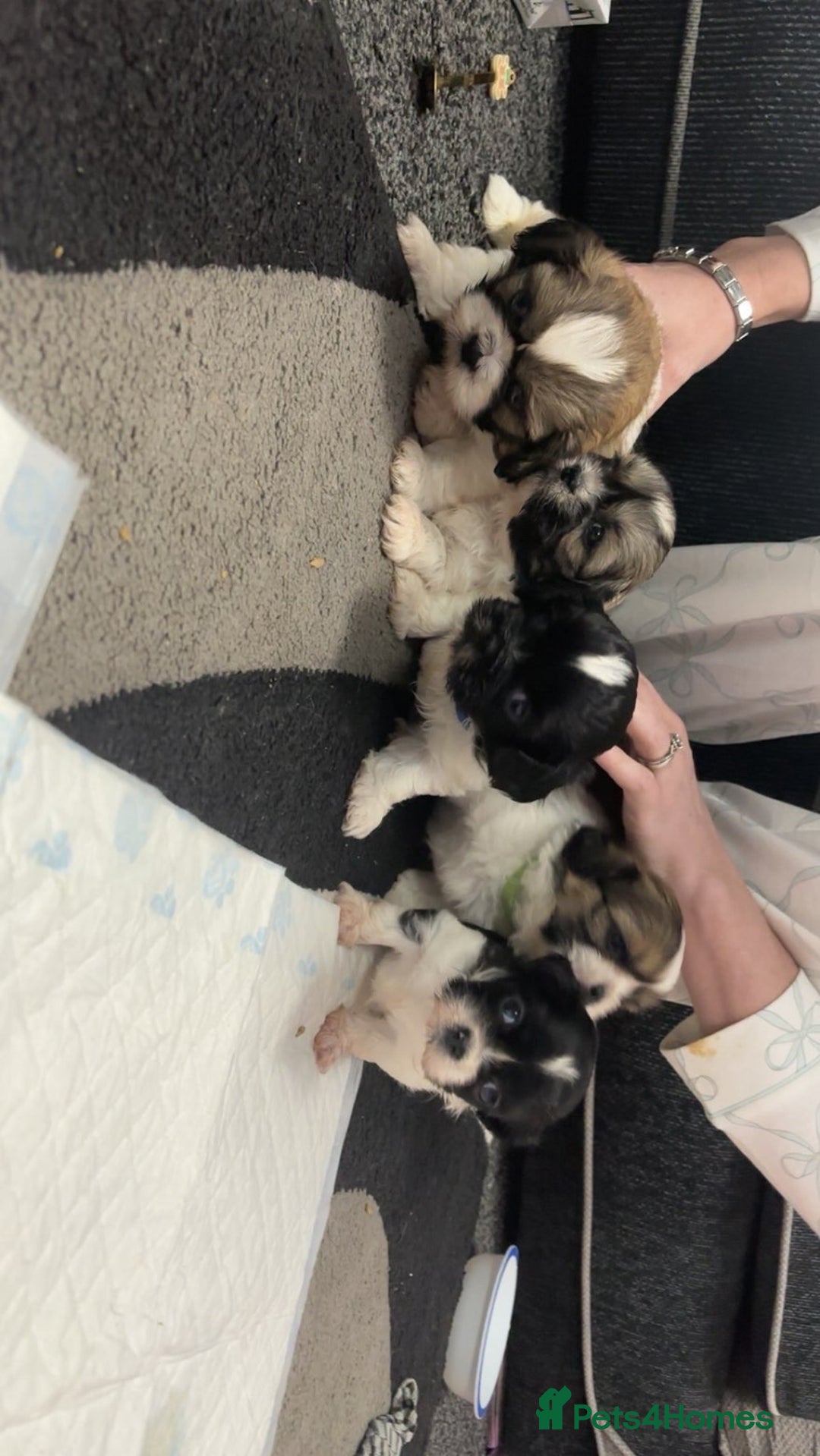 Shih Tzu dogs for sale: 5 stunning Shih Tzu puppies  - Advert 1