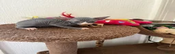 Sphynx cats for sale: Unusual Sphinx’s kittens  - Advert 11