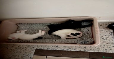 Mixed Breed cats - Advert 11