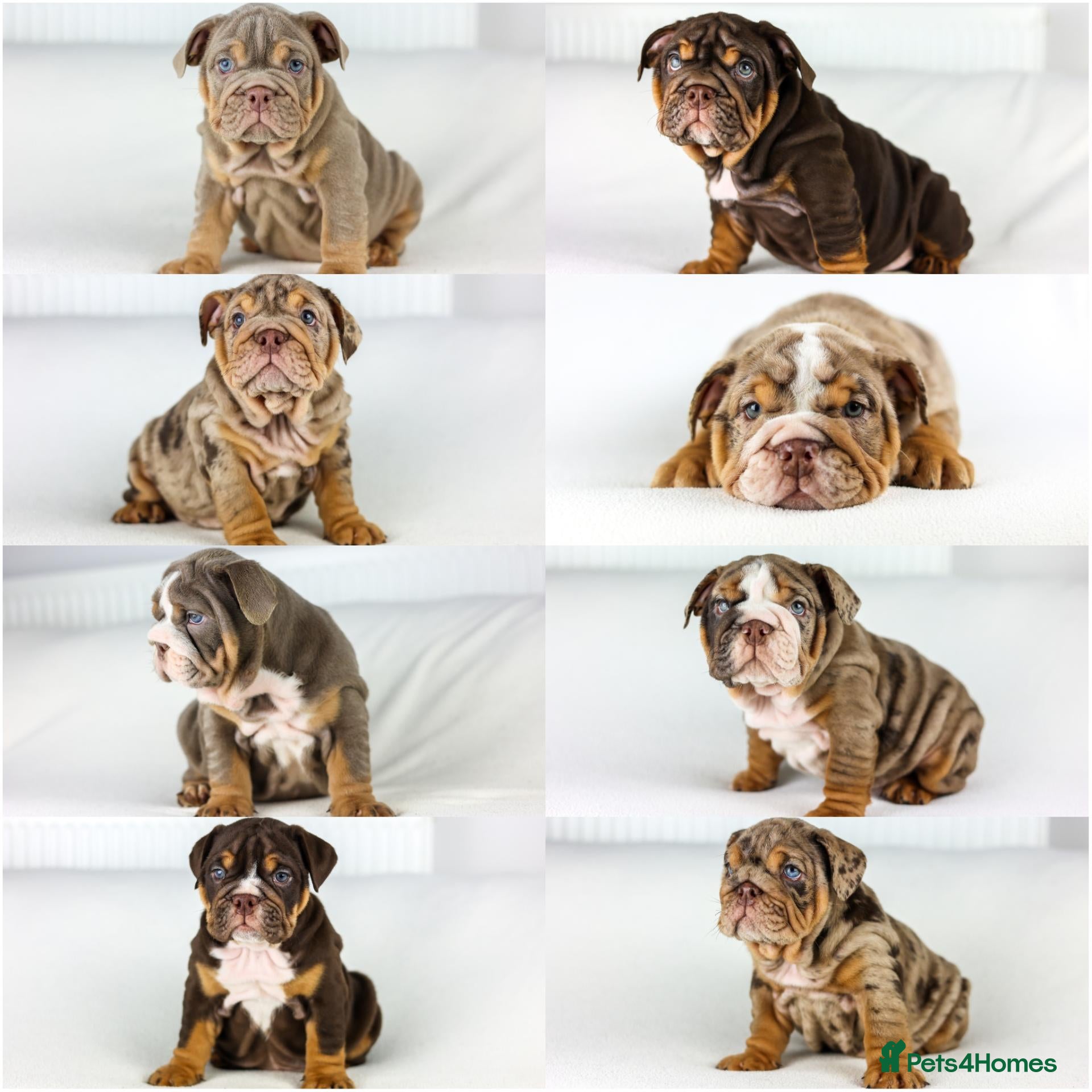 English Bulldog dogs 8 Quality English Bulldog Pups - Advert 1