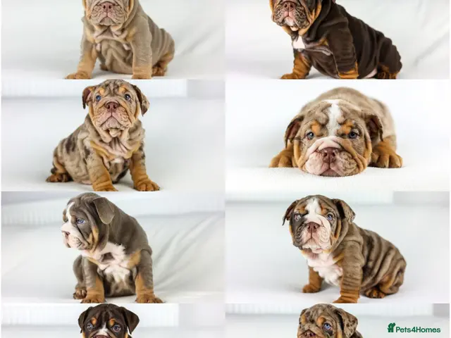 English Bulldog dogs for sale: 📢 REDUCED 📢 8 Quality English Bulldog Pups - Advert 1