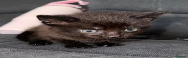 Domestic Shorthair 2