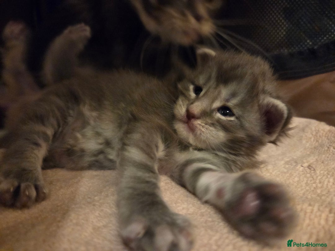 Maine Coon cats for sale: Stunning quality silver Tica Mainecoon kittens  - Advert 15