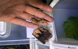 Gecko reptiles for sale: Crested geckos  - Image 5