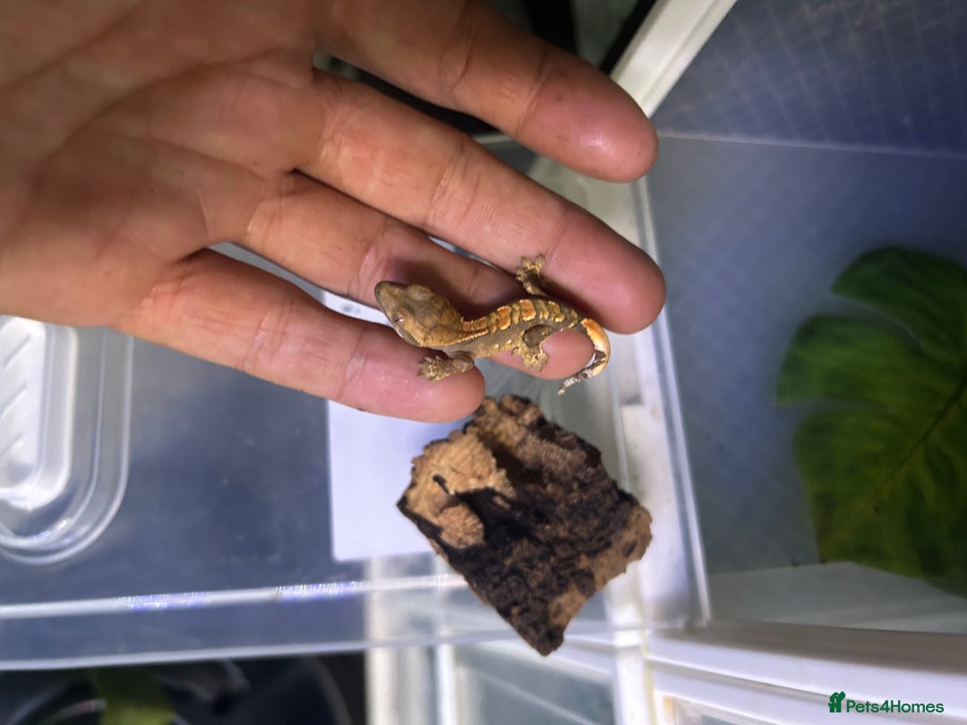 Gecko reptiles for sale: Crested geckos  - Image 5
