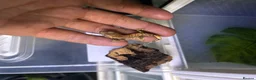 Gecko reptiles for sale: Crested geckos  - Advert 5