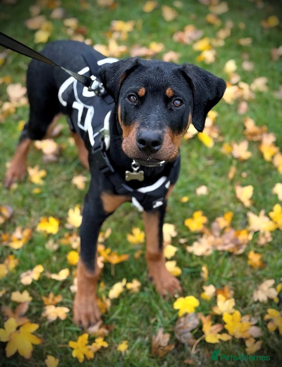 Dobermann dogs for sale: Reggie - Advert 1