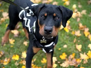 Dobermann dogs Reggie - Advert 18