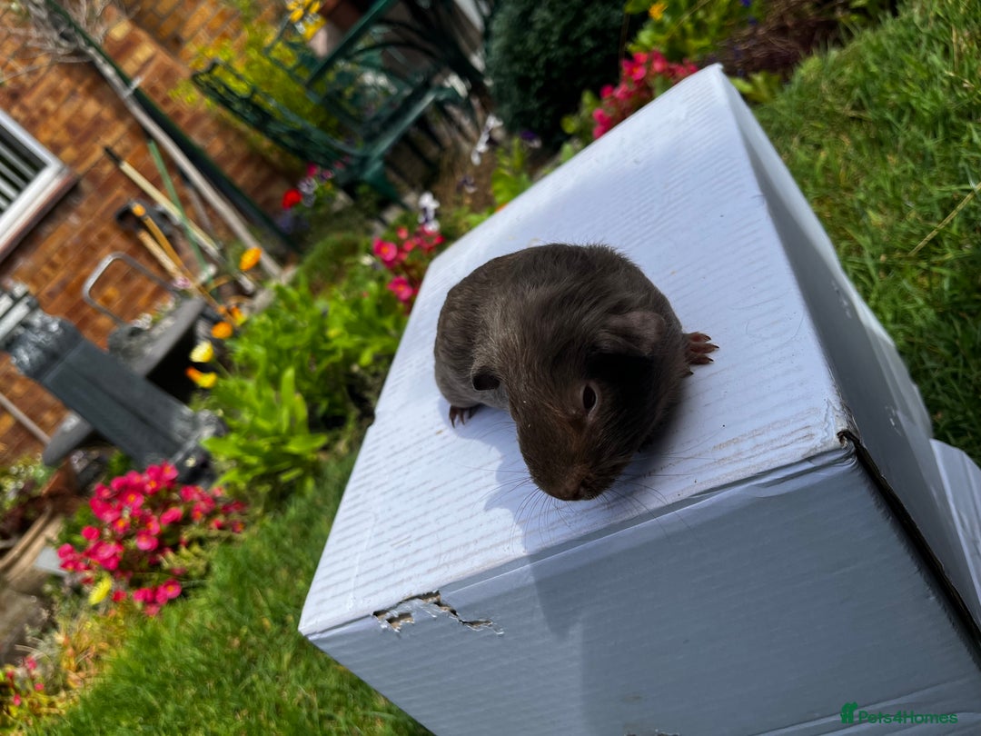 Guinea Pig rodents for sale: Baby boars  - Image 21