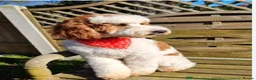 Australian Labradoodle dogs for sale: Beautiful Aussie Doodles - Advert 13