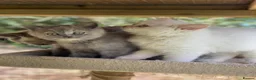 British Shorthair cats for sale: British Shorthair Colour Point - Advert 8
