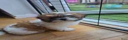 Mixed Breed dogs for sale: Shih tzu girl in Leeds - Advert 5