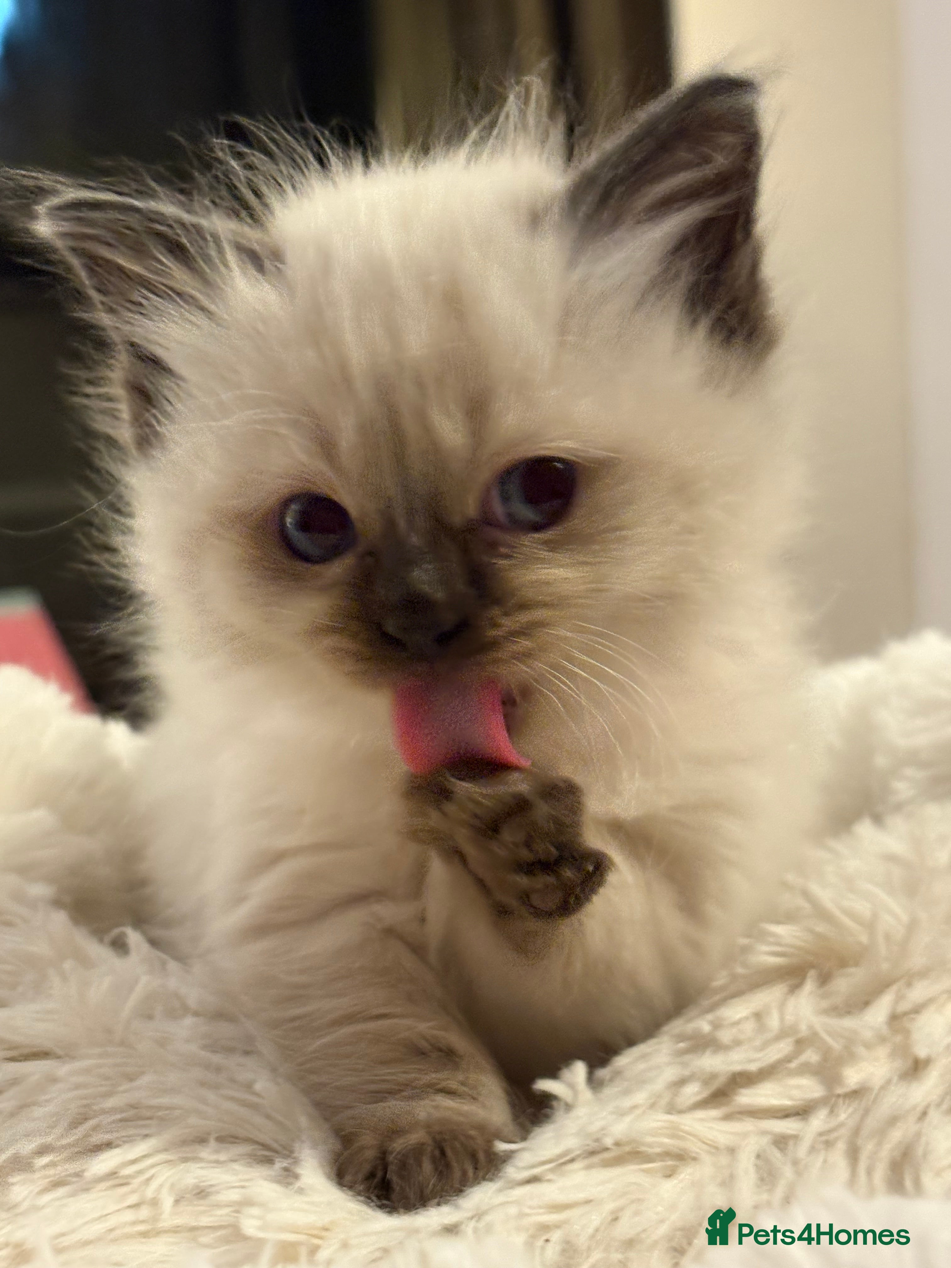 Ragdoll cats New kittens on the block  - Advert 13