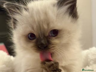 Ragdoll cats New kittens on the block - Advert 13