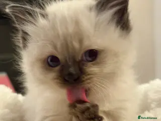 Ragdoll cats New kittens on the block - Advert 15