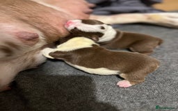 English Bulldog dogs for sale: QC puppies  - Image 10