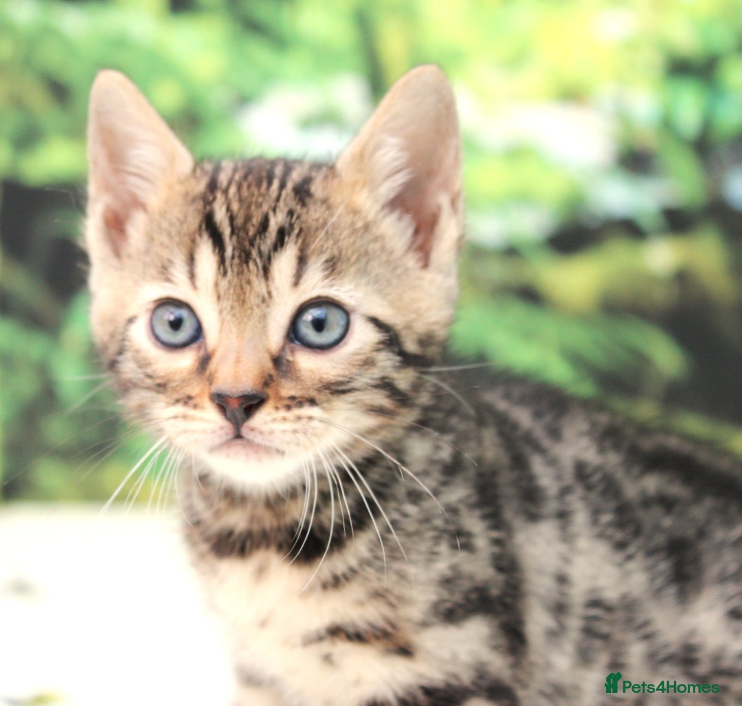 Bengal cats for sale: CUTE BROWN FEMALE BENGAL KITTENS (TICA REG) - Image 8