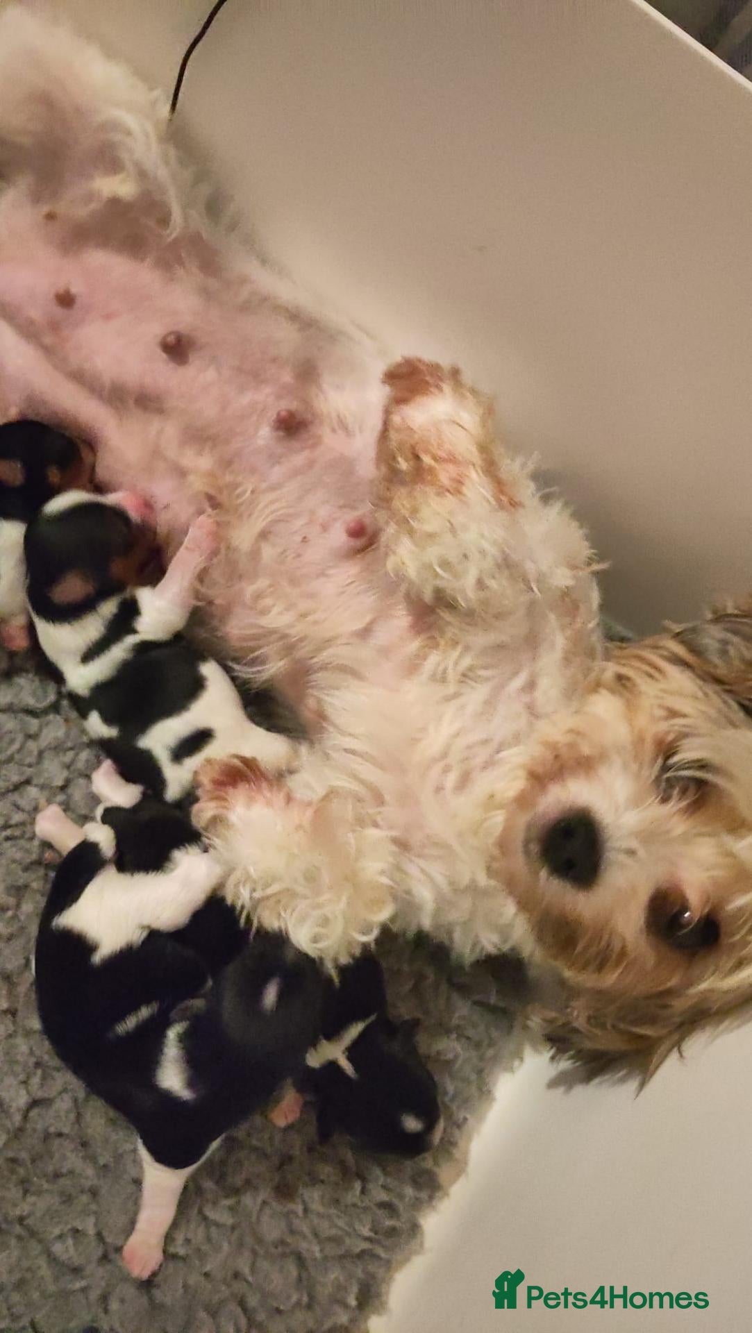 Biewer Terrier dogs for sale: ✨Stunning Biewer Yorkshire Terriers Ready Dec 26 ✨ - Advert 2