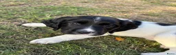 English Springer Spaniel dogs for sale: Springer spaniel puppies - Advert 1