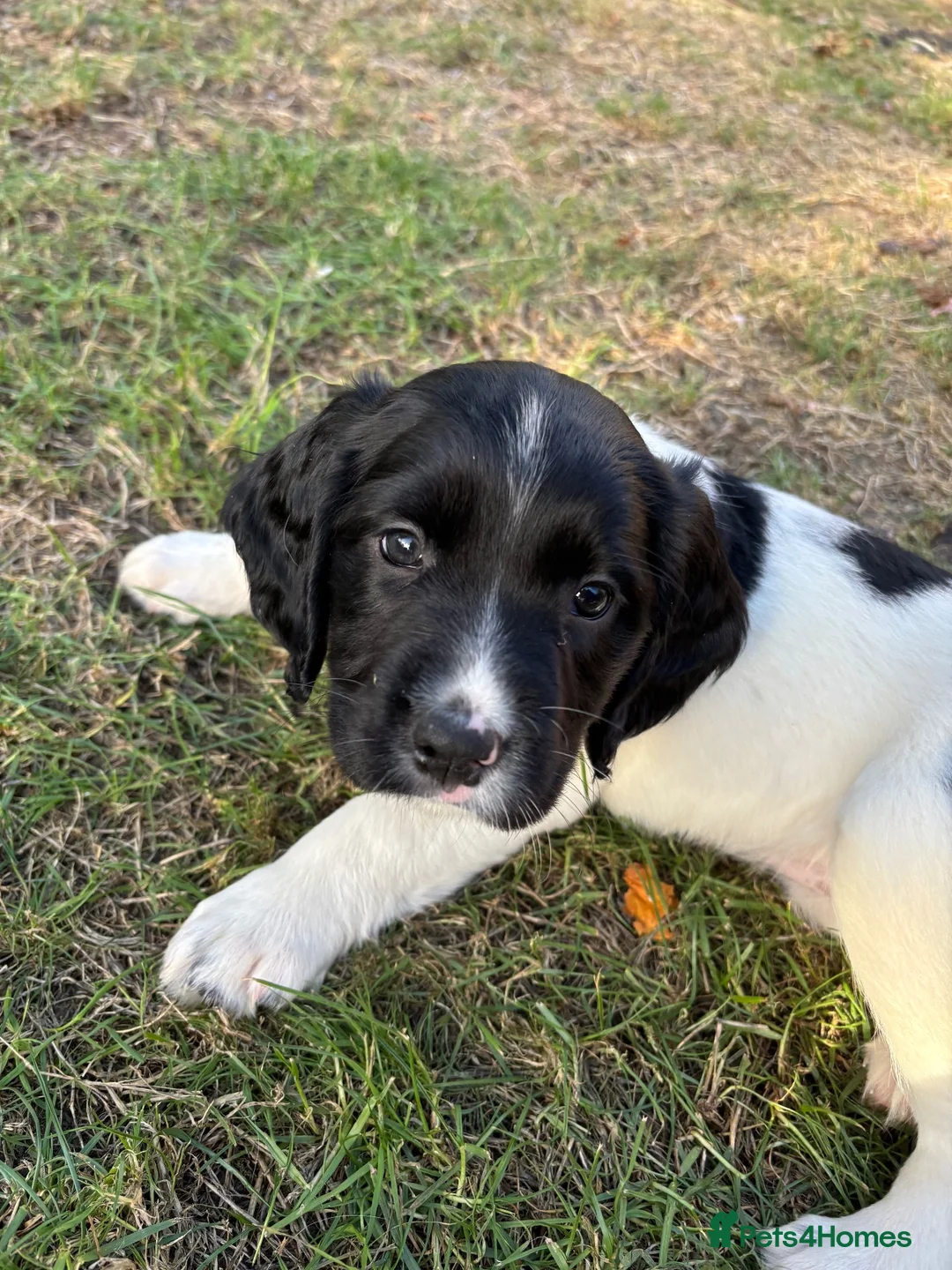 English Springer Spaniel dogs for sale: Springer spaniel puppies - Advert 1