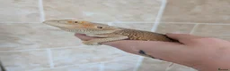 Bearded Dragon reptiles for sale: Witblits hypo het trans male Bearded Dragon - Advert 3