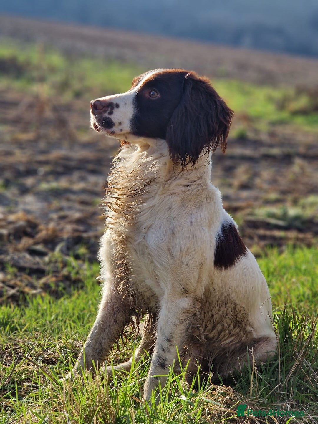 English Springer Spaniel dogs for sale: springer spaniel puppies - Image 3