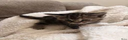 Mixed Breed cats for sale: 4 Beautiful Ragdoll x British Shorthair Kittens in Saint Helens - Advert 6