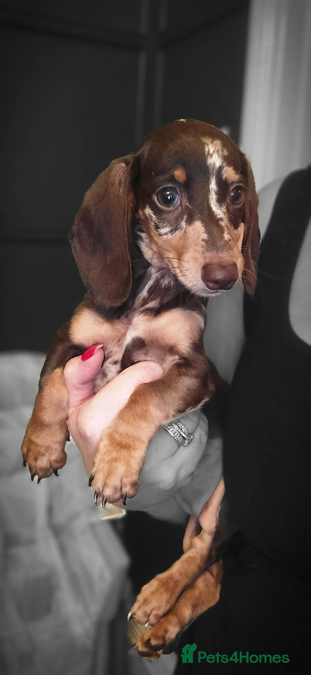 Miniature Dachshund dogs for sale: Miniature Dashound 5 STAR QUALITY LONGHAIR & SHORT - Advert 1