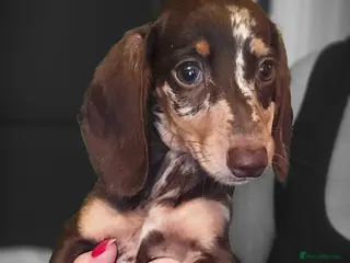 Miniature Dachshund dogs Miniature Dashound 5 STAR QUALITY LONGHAIR & SHORT - Advert 12