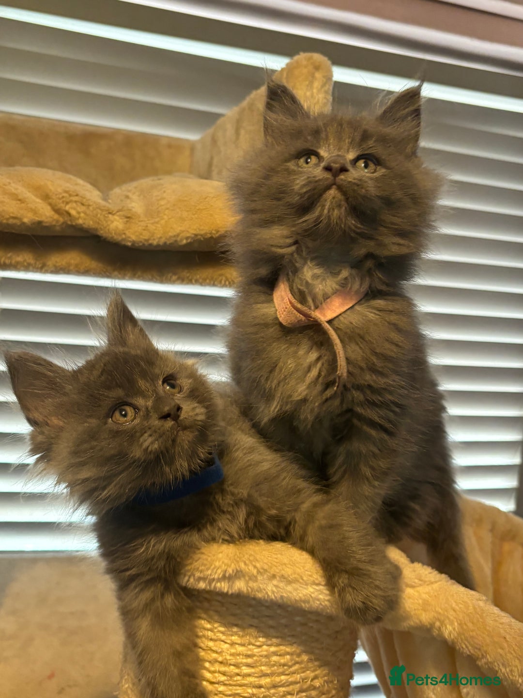 Maine Coon cats for sale: Blue Maine Coon Kittens – Active TICA Registered  - Advert 9