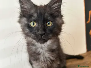 Maine Coon cats TICA REGISTERED Maine Coon boys! - Advert 6